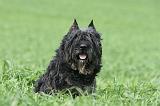BOUVIER DES FLANDRES 371